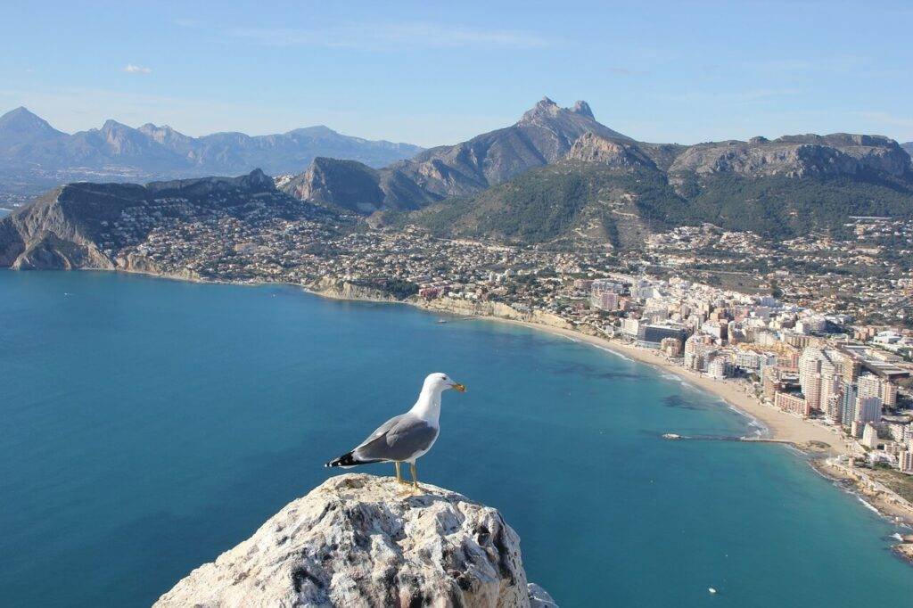 Calpe Beach: Uncovering 2023's Top Spots 5 seagull