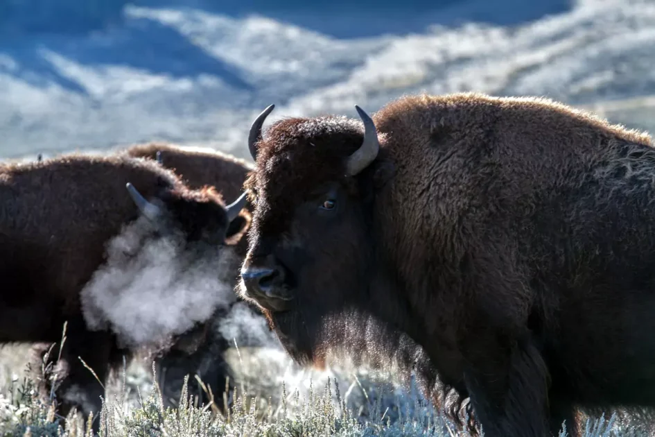 Top Things to Do in Yellowstone: Guide to Top 10 Activities 6 yellowstone-national-park