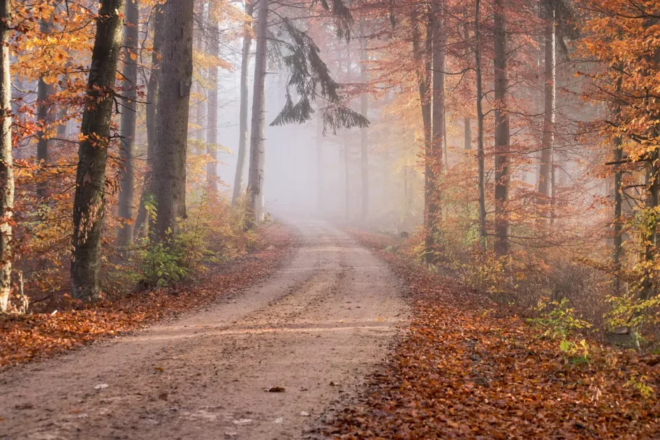 Ultimate Guide: Best Blue Ridge Parkway Camping Experiences 10 road-Blue-Ridge-Parkway